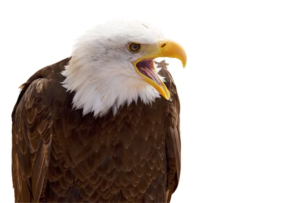 Bald eagle geïsoleerd Rechtenvrije Stockfoto's