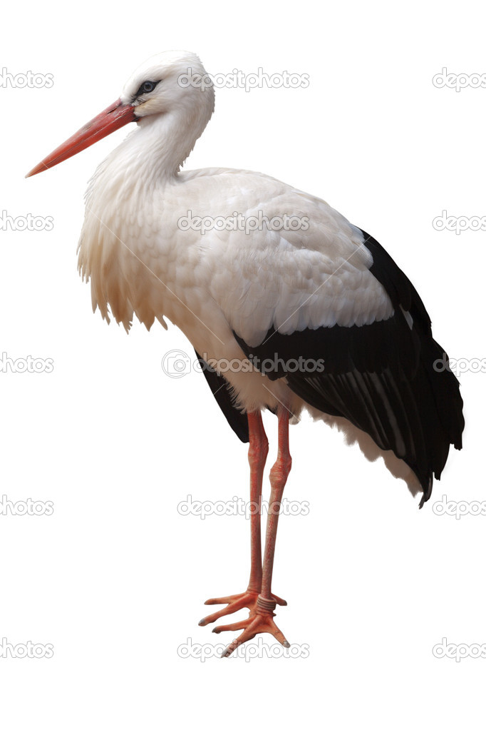 Stork isolated on white background