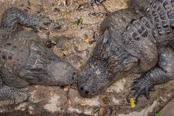 Crocodiles — Stock Photo, Image