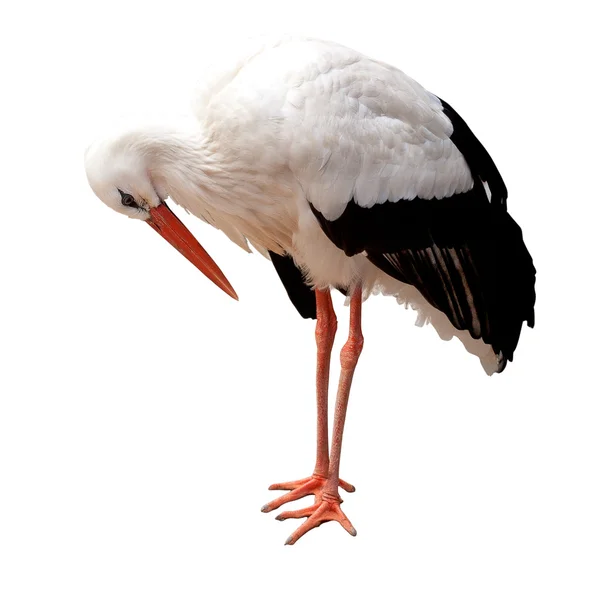 Storch isoliert auf weißem Hintergrund — Stockfoto