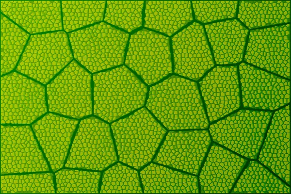 Φύλλο κάτω από μικροσκόπιο — Φωτογραφία Αρχείου