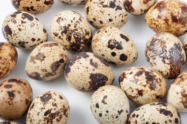 bıldırcın yumurtası