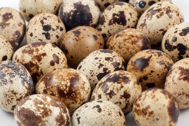 bıldırcın yumurtası