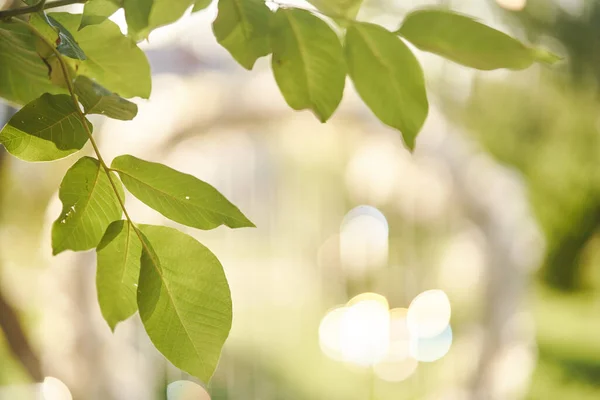 Folhas verdes de uma árvore close-up iluminada por raios de sol — Fotografia de Stock