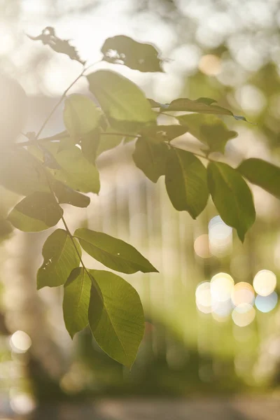 Zelené listy stromu zblízka osvětlené slunečními paprsky — Stock fotografie