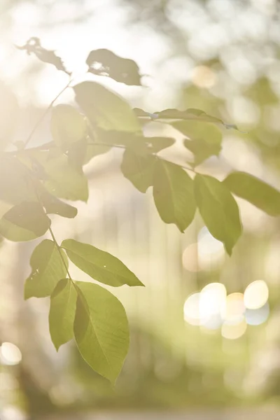 Folhas verdes de uma árvore close-up iluminada por raios de sol — Fotografia de Stock