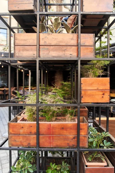 Étagères décoratives avec pots de plantes en bois. Café intérieur — Photo
