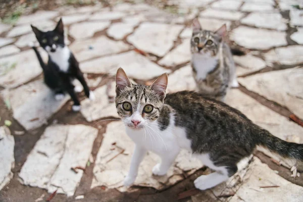 Gatos de rua implorando passeio nas ruas de Corfu, na Grécia — Fotografia de Stock