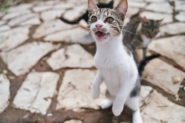 Utcai Macskák Koldulnak Korfu Utcáin Görögországban Kiváló Minőségű Fénykép — Stock Fotó