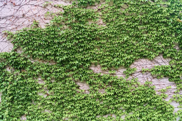 La Planta Enredadera Verde en la pared. Contexto —  Fotos de Stock