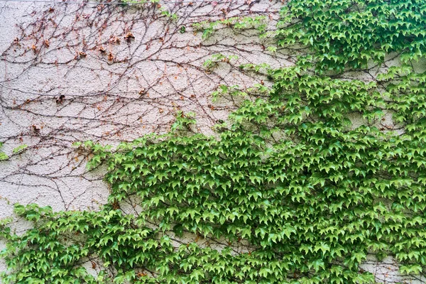 Die grüne Schlingpflanze an der Wand. Hintergrund — Stockfoto