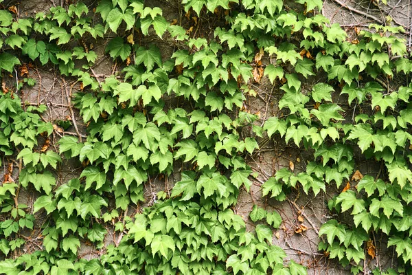 Duvardaki Yeşil Sarmaşık Bitkisi. Geçmişi. Yüksek kalite fotoğraf