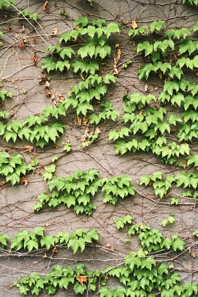Die Grüne Schlingpflanze Der Wand Hintergrund Hochwertiges Foto — Stockfoto