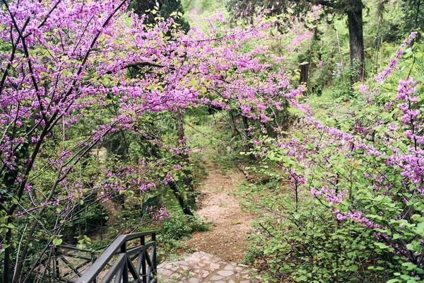 National Botanical Garden Tbilisi Various Plants All World High Quality — Stockfoto