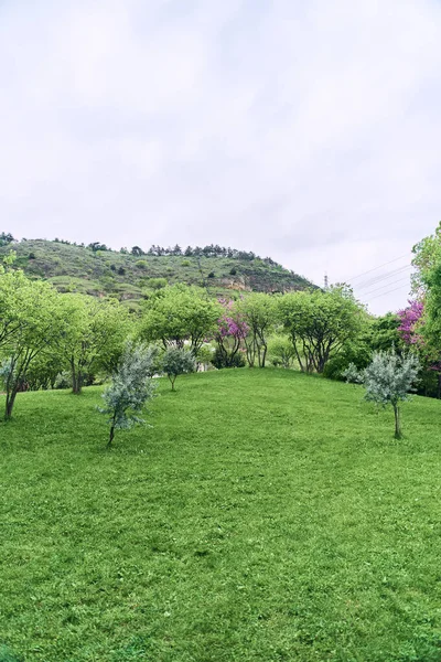 Jardín Botánico Nacional Tiflis Varias Plantas Todo Mundo Foto Alta — Foto de Stock