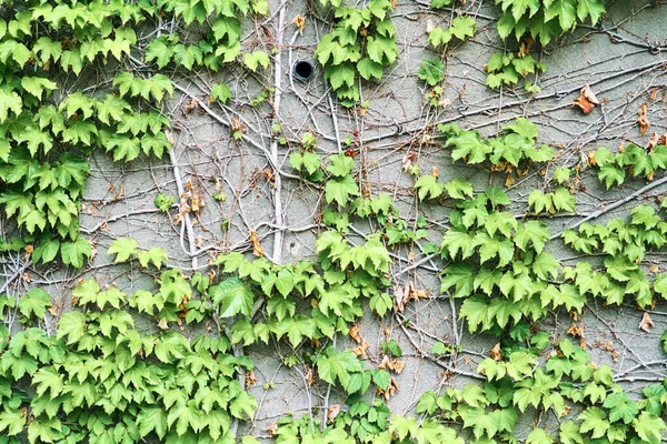 Die Grüne Schlingpflanze Der Wand Hintergrund Hochwertiges Foto — Stockfoto