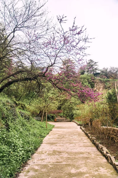 Национальный Ботанический Сад Тбилиси Различные Растения Мира Высокое Качество Фото — стоковое фото