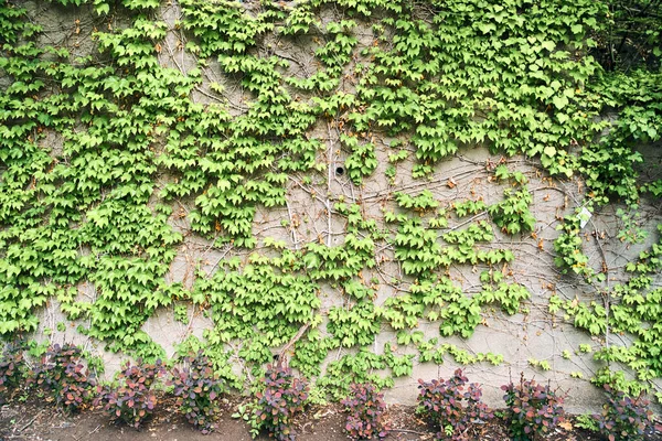 Green Creeper Plant Aan Muur Achtergrond Hoge Kwaliteit Foto — Stockfoto