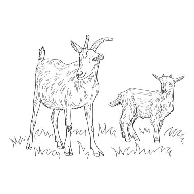 İki keçi. Vektör illüstrasyonu beyaz arkaplanda izole edildi.