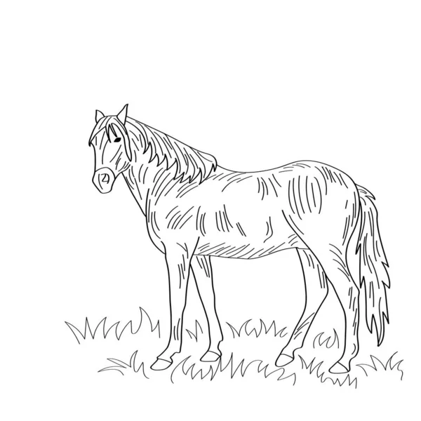 Koń Wypasa Się Trawniku Ilustracja Wektora — Wektor stockowy