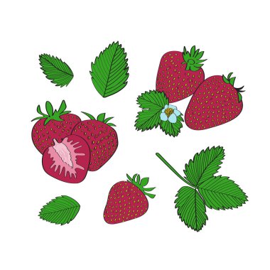 Çilek seti. El çizimi biçiminde vektör illüstrasyonu.