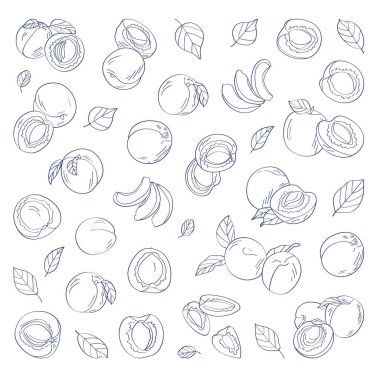 Kayısı deseni. El çizimi vektör çizimi beyaz arkaplanda izole edildi