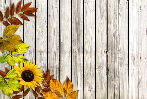 Herfst achtergrond — Stockfoto