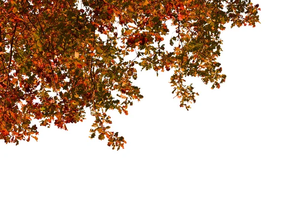 Autunno albero sfondo — Foto Stock