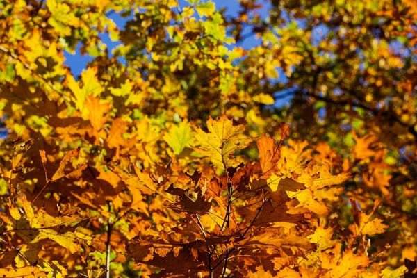 Herfstbladeren — Stockfoto