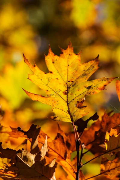 Herfstbladeren — Stockfoto