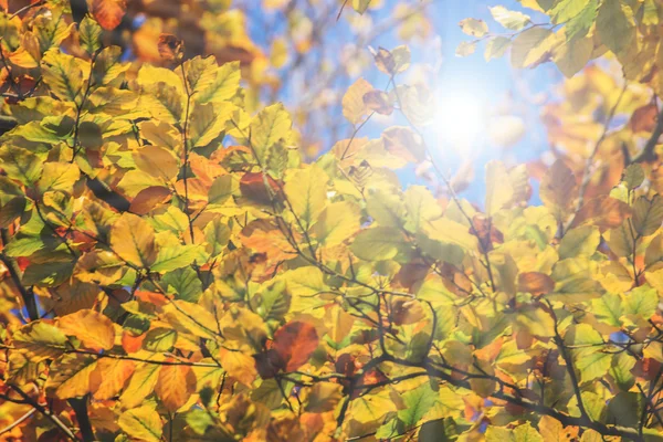 Herfstbladeren — Stockfoto