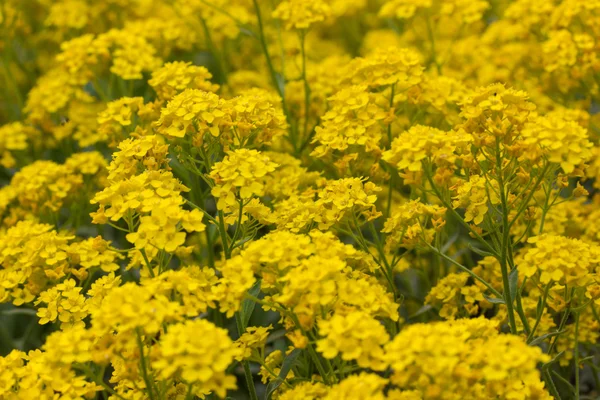 Prado com flores amarelas — Fotografia de Stock