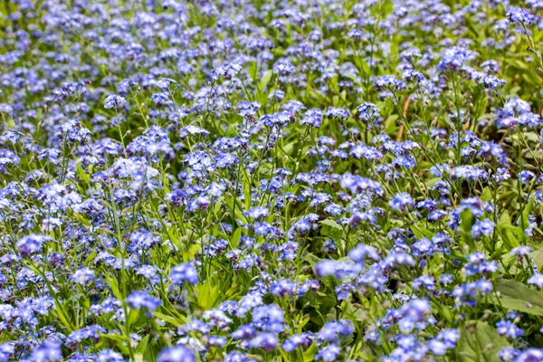 Prado com flores azuis — Fotografia de Stock