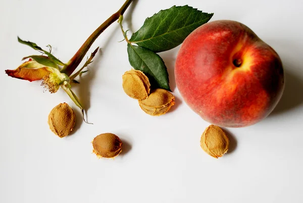 Torr rosa och aprikos frön Stockbild