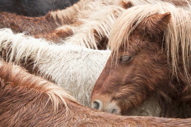 vahşi poney