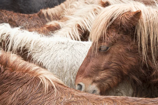 Vahşi poney — Stok fotoğraf