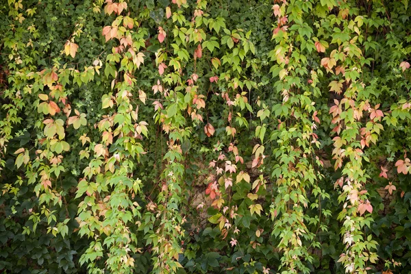 Ivy i efteråret - Stock-foto