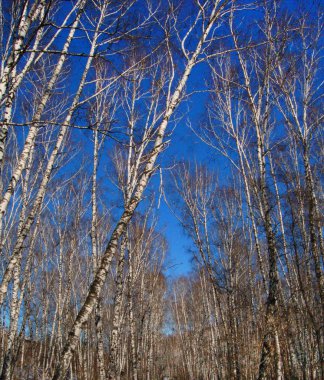 Huş ağaçlarının Grove