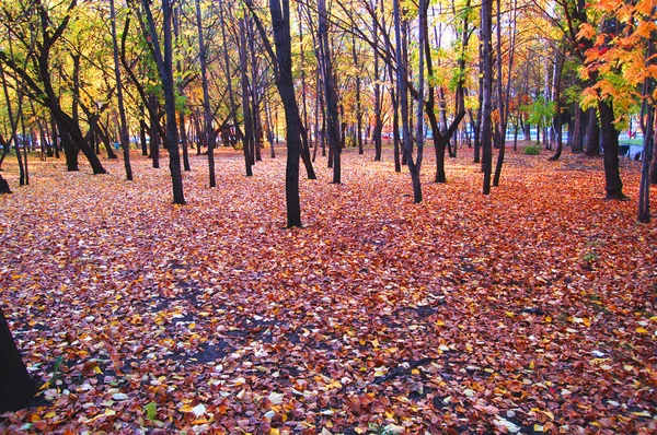 Herbstwald — Stockfoto