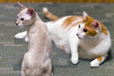 oynayan kedi