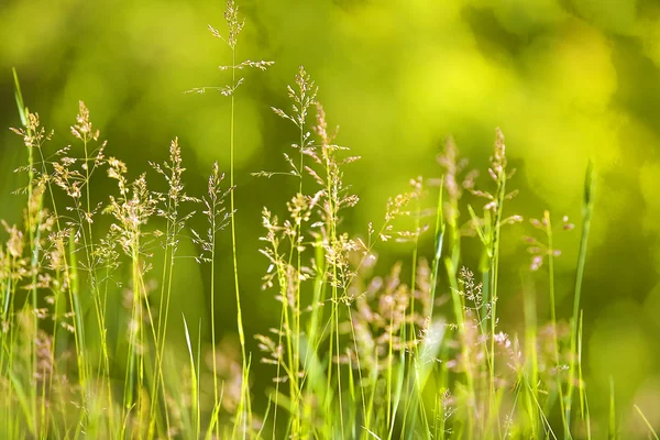 Gräs — Stockfoto