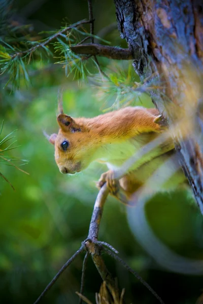 Squirrel — Stock Photo, Image