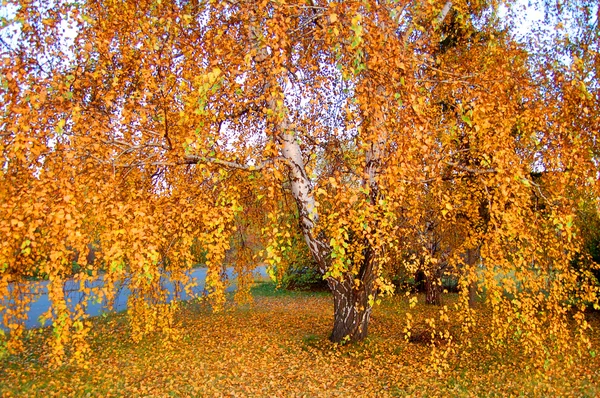 Natuur — Stockfoto