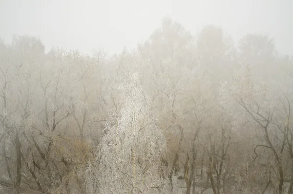 Invierno —  Fotos de Stock