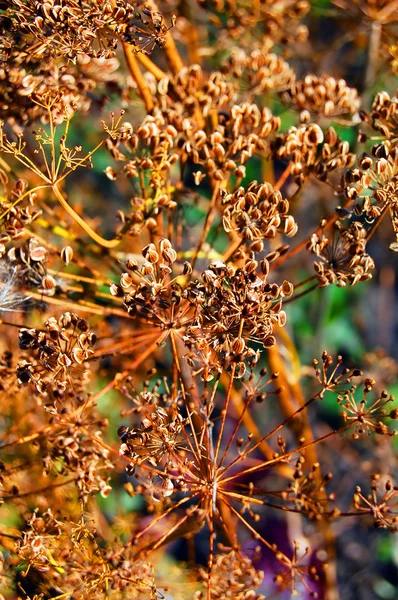 Natur — Stockfoto