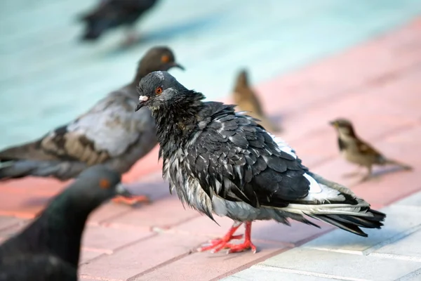 Pigeon — Stock Photo, Image