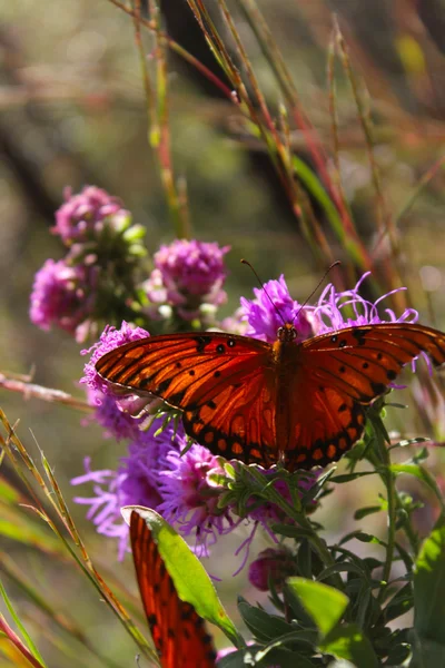 Monarch Magestic — Stock Photo, Image