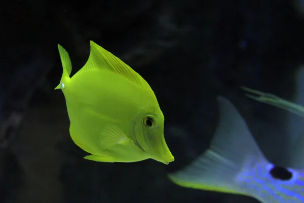 Sarı tang - zebrasoma flavescens