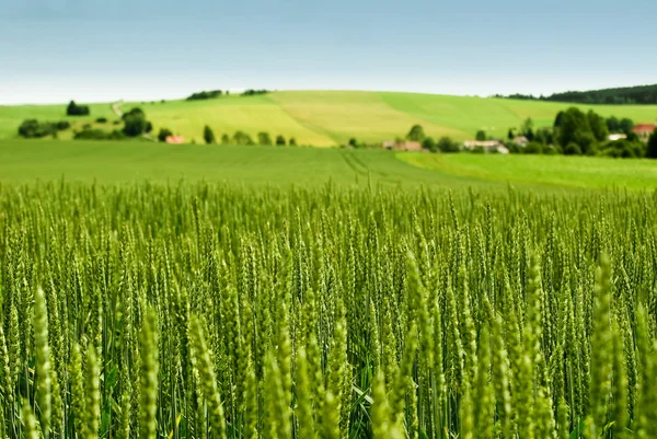 Tarweveld — Stockfoto