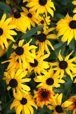 Rudbeckias